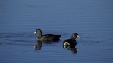 Edmonton 'daki Elk Island Ulusal Parkı' nda Amerikan Coot aileleri. Huzurlu, doğal bir ortamda yuva kurma, beslenme ve beslenme davranışlarını yakalar. Doğa ve vahşi yaşam için ideal..