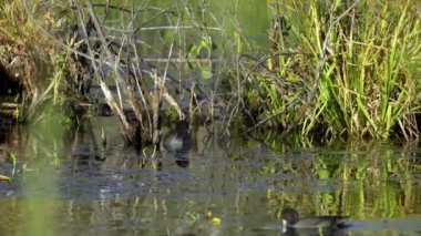 Edmonton 'daki Elk Island Ulusal Parkı' nda Amerikan Coot aileleri. Huzurlu, doğal bir ortamda yuva kurma, beslenme ve beslenme davranışlarını yakalar. Doğa ve vahşi yaşam için ideal..