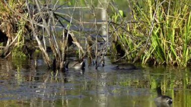 Edmonton 'daki Elk Island Ulusal Parkı' nda Amerikan Coot aileleri. Huzurlu, doğal bir ortamda yuva kurma, beslenme ve beslenme davranışlarını yakalar. Doğa ve vahşi yaşam için ideal..