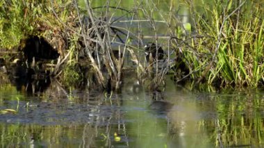 Edmonton 'daki Elk Island Ulusal Parkı' nda Amerikan Coot aileleri. Huzurlu, doğal bir ortamda yuva kurma, beslenme ve beslenme davranışlarını yakalar. Doğa ve vahşi yaşam için ideal..