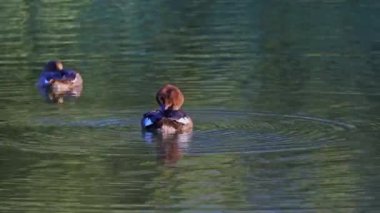 Edmonton 'daki Elk Island Ulusal Parkı' nda kızıl saçlı ördek çifti. Yüzme, beslenme ve doğal davranışlarını sakin bir göl ortamında yakalıyor. Doğa ve vahşi yaşam için ideal..