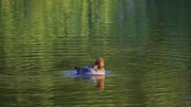 Edmonton 'daki Elk Island Ulusal Parkı' nda kızıl saçlı ördek çifti. Yüzme, beslenme ve doğal davranışlarını sakin bir göl ortamında yakalıyor. Doğa ve vahşi yaşam için ideal..