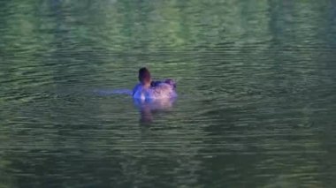 Edmonton 'daki Elk Island Ulusal Parkı' nda kızıl saçlı ördek çifti. Yüzme, beslenme ve doğal davranışlarını sakin bir göl ortamında yakalıyor. Doğa ve vahşi yaşam için ideal..