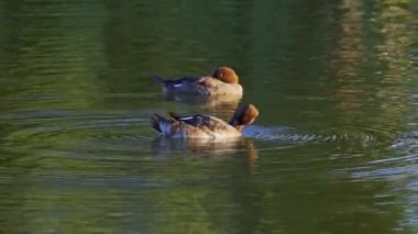 Edmonton 'daki Elk Island Ulusal Parkı' nda kızıl saçlı ördek çifti. Yüzme, beslenme ve doğal davranışlarını sakin bir göl ortamında yakalıyor. Doğa ve vahşi yaşam için ideal..