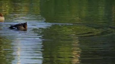 Edmonton 'daki Elk Island Ulusal Parkı' nda kızıl saçlı ördek çifti. Yüzme, beslenme ve doğal davranışlarını sakin bir göl ortamında yakalıyor. Doğa ve vahşi yaşam için ideal..