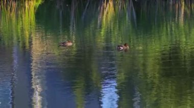 Edmonton 'daki Elk Island Ulusal Parkı' nda kızıl saçlı ördek çifti. Yüzme, beslenme ve doğal davranışlarını sakin bir göl ortamında yakalıyor. Doğa ve vahşi yaşam için ideal..