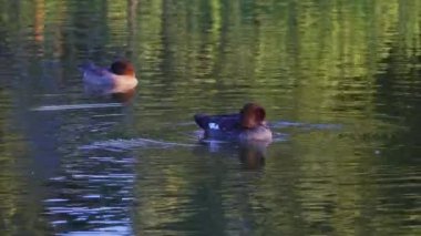 Edmonton 'daki Elk Island Ulusal Parkı' nda kızıl saçlı ördek çifti. Yüzme, beslenme ve doğal davranışlarını sakin bir göl ortamında yakalıyor. Doğa ve vahşi yaşam için ideal..