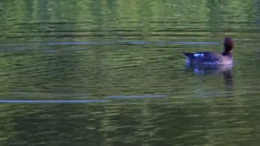 Edmonton 'daki Elk Island Ulusal Parkı' nda kızıl saçlı ördek çifti. Yüzme, beslenme ve doğal davranışlarını sakin bir göl ortamında yakalıyor. Doğa ve vahşi yaşam için ideal..