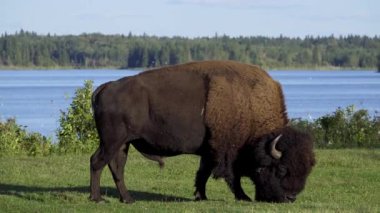 Kanada, Edmonton 'daki Elk Adası Ulusal Parkı' nda otlayan ve otlayan bizonlar. Huzurlu sahneyi doğal ortamında yakalar. Doğa ve vahşi yaşam için ideal..