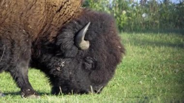 Kanada, Edmonton 'daki Elk Adası Ulusal Parkı' nda otlayan ve otlayan bizonlar. Huzurlu sahneyi doğal ortamında yakalar. Doğa ve vahşi yaşam için ideal..