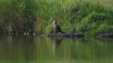 Sabah Edmonton Gölü 'nde Mallard Ördekleri tarafından çevrelenmiş çift tepeli Kurutma Kanatları