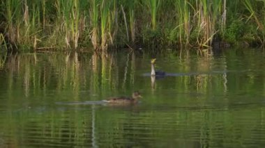 Sabah Edmonton Gölü 'nde Mallard Ördekleri tarafından çevrelenmiş çift tepeli Kurutma Kanatları