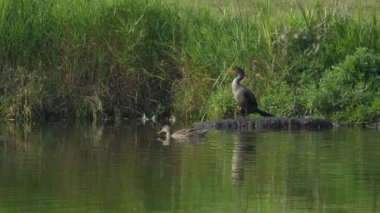 Sabah Edmonton Gölü 'nde Mallard Ördekleri tarafından çevrelenmiş çift tepeli Kurutma Kanatları