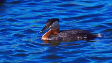 Bir çift kırmızı boyunlu yunus, yumurtalarını barışçıl bir göldeki bir yuvada korur ve kuluçkaya yatırır. Ağır çekimde yakalanan sahne ilkbaharda hassas vahşi yaşam davranışlarını gözler önüne seriyor..