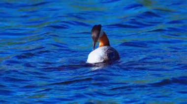 Bir çift kırmızı boyunlu yunus, yumurtalarını barışçıl bir göldeki bir yuvada korur ve kuluçkaya yatırır. Ağır çekimde yakalanan sahne ilkbaharda hassas vahşi yaşam davranışlarını gözler önüne seriyor..
