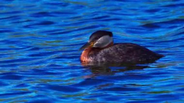 Bir çift kırmızı boyunlu yunus, yumurtalarını barışçıl bir göldeki bir yuvada korur ve kuluçkaya yatırır. Ağır çekimde yakalanan sahne ilkbaharda hassas vahşi yaşam davranışlarını gözler önüne seriyor..