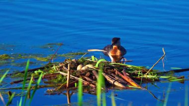 Bir çift kırmızı boyunlu yunus, yumurtalarını barışçıl bir göldeki bir yuvada korur ve kuluçkaya yatırır. Ağır çekimde yakalanan sahne ilkbaharda hassas vahşi yaşam davranışlarını gözler önüne seriyor..