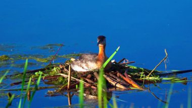 Bir çift kırmızı boyunlu yunus, yumurtalarını barışçıl bir göldeki bir yuvada korur ve kuluçkaya yatırır. Ağır çekimde yakalanan sahne ilkbaharda hassas vahşi yaşam davranışlarını gözler önüne seriyor..