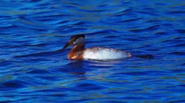 Bir çift kırmızı boyunlu yunus, yumurtalarını barışçıl bir göldeki bir yuvada korur ve kuluçkaya yatırır. Ağır çekimde yakalanan sahne ilkbaharda hassas vahşi yaşam davranışlarını gözler önüne seriyor..
