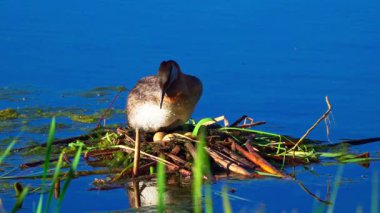 Bir çift kırmızı boyunlu yunus, yumurtalarını barışçıl bir göldeki bir yuvada korur ve kuluçkaya yatırır. Ağır çekimde yakalanan sahne ilkbaharda hassas vahşi yaşam davranışlarını gözler önüne seriyor..