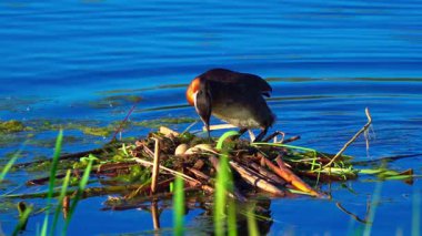 Bir çift kırmızı boyunlu yunus, yumurtalarını barışçıl bir göldeki bir yuvada korur ve kuluçkaya yatırır. Ağır çekimde yakalanan sahne ilkbaharda hassas vahşi yaşam davranışlarını gözler önüne seriyor..