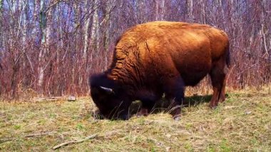 Bir çift bizon, bazen yalnız, ilkbaharın başlarında ulusal bir parkta kuru bitki örtüsü olan eğimli bir alanda huzur içinde otlar. Doğal çayır ortamında sakin bir vahşi yaşam sahnesi.