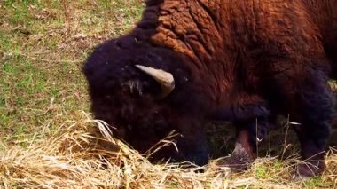 Bir çift bizon, bazen yalnız, ilkbaharın başlarında ulusal bir parkta kuru bitki örtüsü olan eğimli bir alanda huzur içinde otlar. Doğal çayır ortamında sakin bir vahşi yaşam sahnesi.
