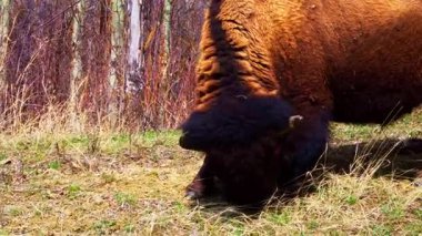 Bir çift bizon, bazen yalnız, ilkbaharın başlarında ulusal bir parkta kuru bitki örtüsü olan eğimli bir alanda huzur içinde otlar. Doğal çayır ortamında sakin bir vahşi yaşam sahnesi.