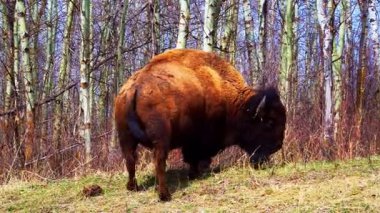 Bir çift bizon, bazen yalnız, ilkbaharın başlarında ulusal bir parkta kuru bitki örtüsü olan eğimli bir alanda huzur içinde otlar. Doğal çayır ortamında sakin bir vahşi yaşam sahnesi.