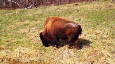 Bir çift bizon, bazen yalnız, ilkbaharın başlarında ulusal bir parkta kuru bitki örtüsü olan eğimli bir alanda huzur içinde otlar. Doğal çayır ortamında sakin bir vahşi yaşam sahnesi.