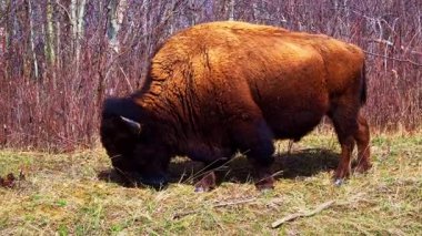 Bir çift bizon, bazen yalnız, ilkbaharın başlarında ulusal bir parkta kuru bitki örtüsü olan eğimli bir alanda huzur içinde otlar. Doğal çayır ortamında sakin bir vahşi yaşam sahnesi.