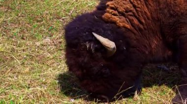 Bir çift bizon, bazen yalnız, ilkbaharın başlarında ulusal bir parkta kuru bitki örtüsü olan eğimli bir alanda huzur içinde otlar. Doğal çayır ortamında sakin bir vahşi yaşam sahnesi.