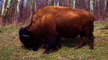 Bir çift bizon, bazen yalnız, ilkbaharın başlarında ulusal bir parkta kuru bitki örtüsü olan eğimli bir alanda huzur içinde otlar. Doğal çayır ortamında sakin bir vahşi yaşam sahnesi.
