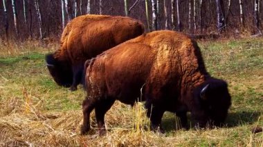 Bir çift bizon, bazen yalnız, ilkbaharın başlarında ulusal bir parkta kuru bitki örtüsü olan eğimli bir alanda huzur içinde otlar. Doğal çayır ortamında sakin bir vahşi yaşam sahnesi.