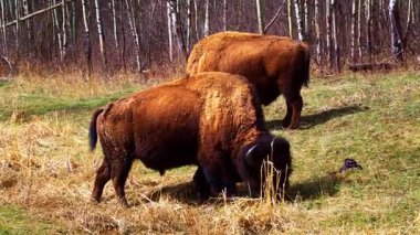 Bir çift bizon, bazen yalnız, ilkbaharın başlarında ulusal bir parkta kuru bitki örtüsü olan eğimli bir alanda huzur içinde otlar. Doğal çayır ortamında sakin bir vahşi yaşam sahnesi.