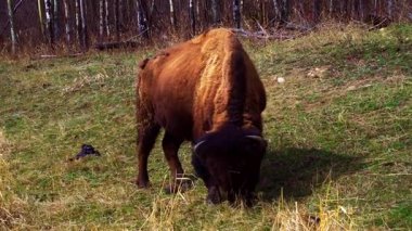 Bir çift bizon, bazen yalnız, ilkbaharın başlarında ulusal bir parkta kuru bitki örtüsü olan eğimli bir alanda huzur içinde otlar. Doğal çayır ortamında sakin bir vahşi yaşam sahnesi.