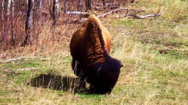 Bir çift bizon, bazen yalnız, ilkbaharın başlarında ulusal bir parkta kuru bitki örtüsü olan eğimli bir alanda huzur içinde otlar. Doğal çayır ortamında sakin bir vahşi yaşam sahnesi.