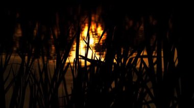 Altın renkli bir göl güneş batmadan dakikalar önce parlar, bitki örtüsünü ve sudaki yumuşak dalgaları yansıtır. Sıcaklık ve doğal güzelliklerle dolu sakin, atmosferik bir sahne..