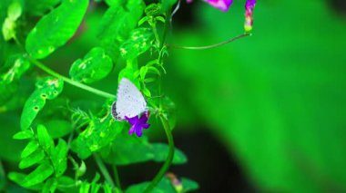 Böcekler güneşli bir bahar sabahı ormandaki parlak yeşil yaprakların üzerinde emekler ve dinlenirler. Doğal ışık ve yatay çerçeve ile gerçek zamanlı çekilen.
