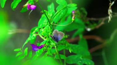 Böcekler güneşli bir bahar sabahı ormandaki parlak yeşil yaprakların üzerinde emekler ve dinlenirler. Doğal ışık ve yatay çerçeve ile gerçek zamanlı çekilen.