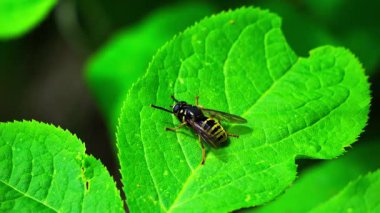 Böcekler güneşli bir bahar sabahı ormandaki parlak yeşil yaprakların üzerinde emekler ve dinlenirler. Doğal ışık ve yatay çerçeve ile gerçek zamanlı çekilen.