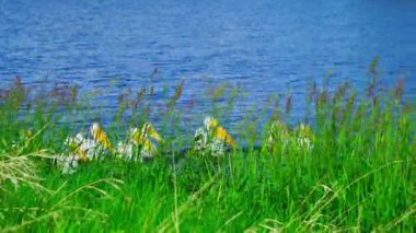 Sakin Yaz Gölünde Beslenen Vahşi Pelikanlar, Edmonton