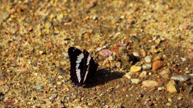 Beyaz Amiral Kelebeği 'nin doğal bir şekilde yerde dinlendiğini gösteren 4K görüntüleri.. 