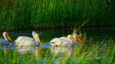 Yazın Edmonton Gölü Sahnesinde Pelikan Besleme