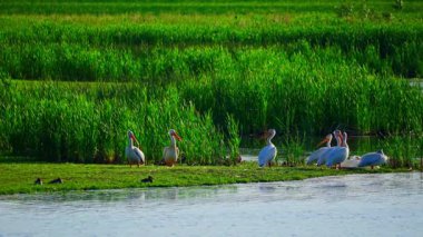 Yazın Edmonton Gölü Sahnesinde Pelikan Besleme