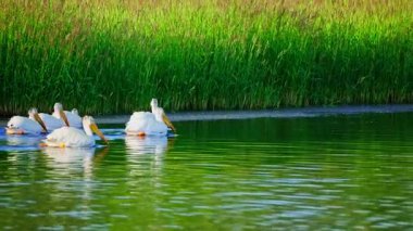 Yazın Edmonton Gölü Sahnesinde Pelikan Besleme