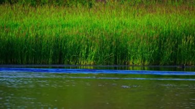 Yazın Edmonton Gölü Sahnesinde Pelikan Besleme
