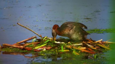 Bir yunus çiftinin gölde yuvalandığı 4K vahşi yaşam videosu. Bir tanesi kuluçkaya yatarken diğeri yuvayı güçlendirmek için ayrılır..
