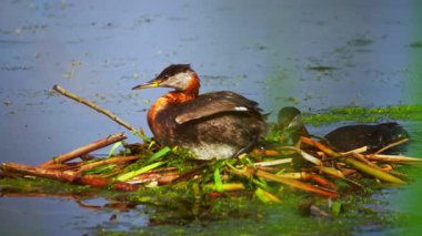 Bir yunus çiftinin gölde yuvalandığı 4K vahşi yaşam videosu. Bir tanesi kuluçkaya yatarken diğeri yuvayı güçlendirmek için ayrılır..