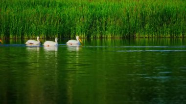 Kanada, Edmonton 'da güzel bir gölde beslenen bir grup pelikanı gösteren 4K sakin bir vahşi yaşam videosu..